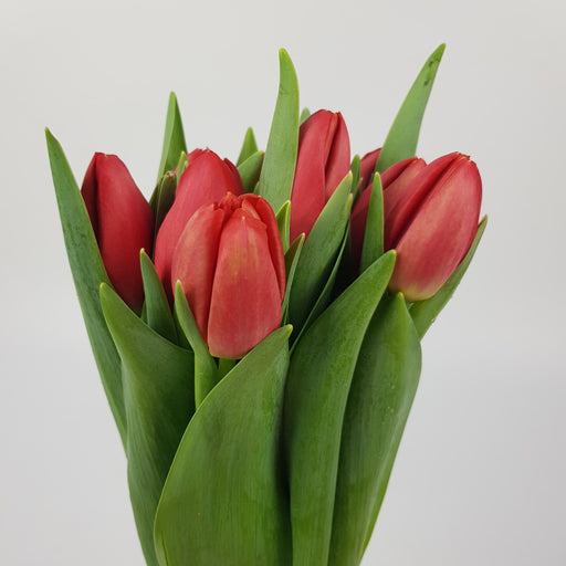 Tulip (Imported) - 2 Tone Red