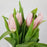 Tulip (Imported) - Light Pink