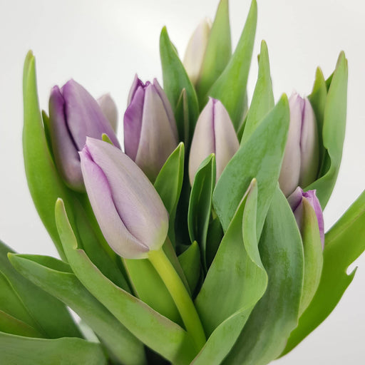 Tulip (Imported) - Light Purple