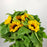 Helianthus Mini Sunflower - Black Head