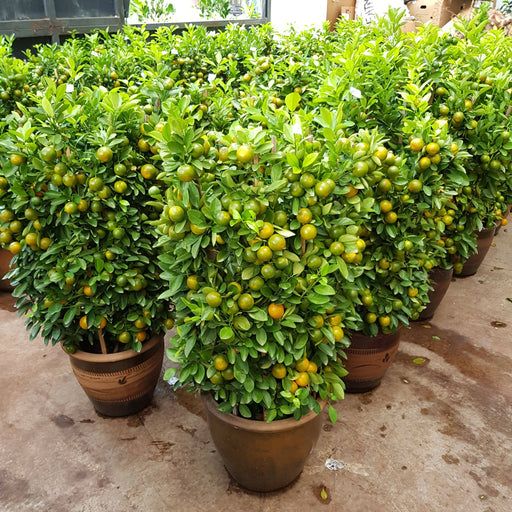 Lime Tree No.2 (3.5 ft - 4 ft)
