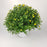 Chrysanthemum - P210