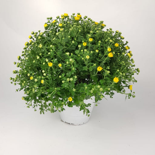 Chrysanthemum - P210