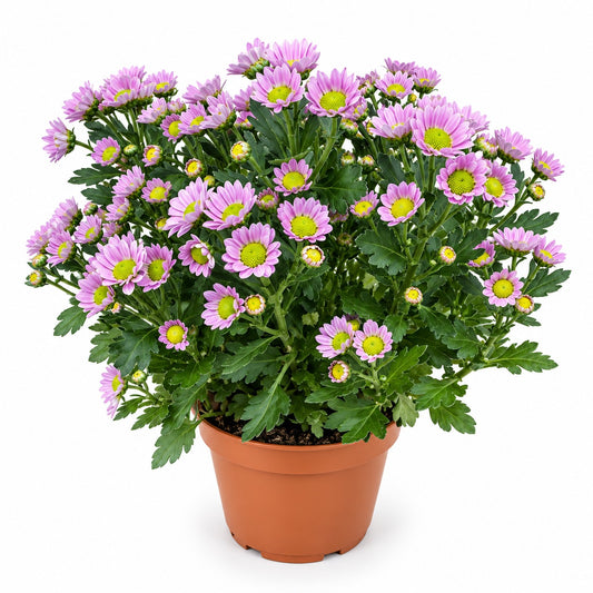 Pot Chrysanthemum