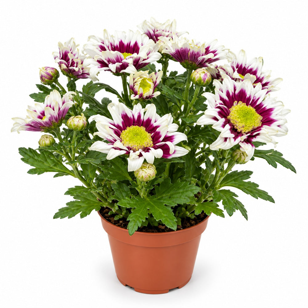Pot Chrysanthemum