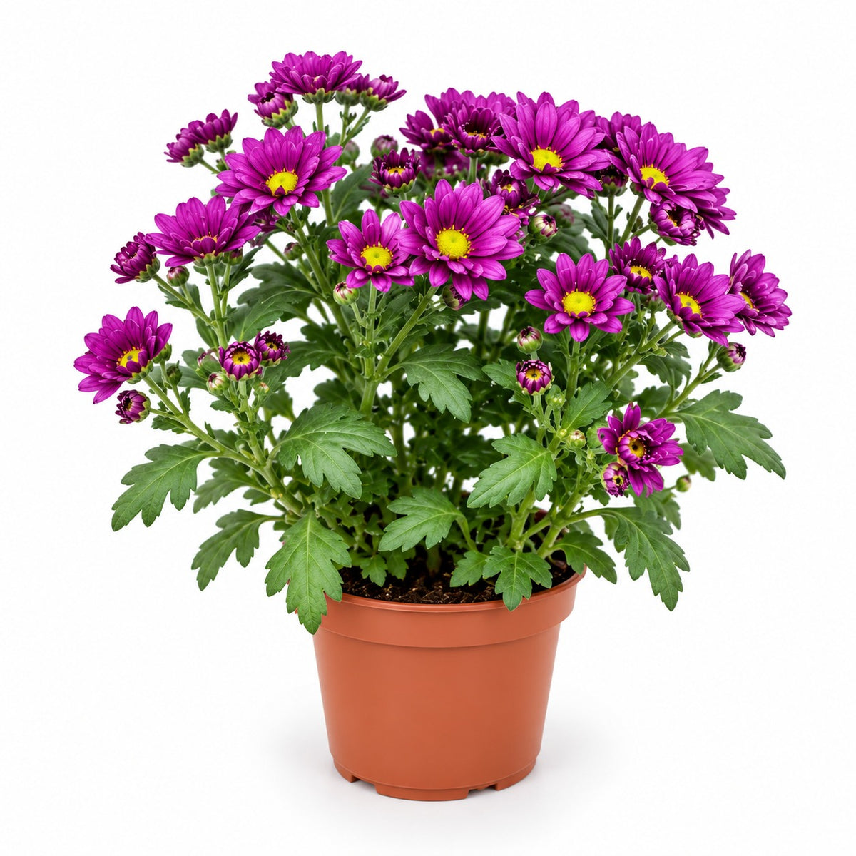 Pot Chrysanthemum