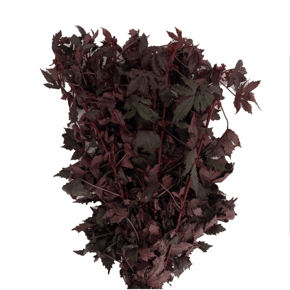 Red Mable Leaf