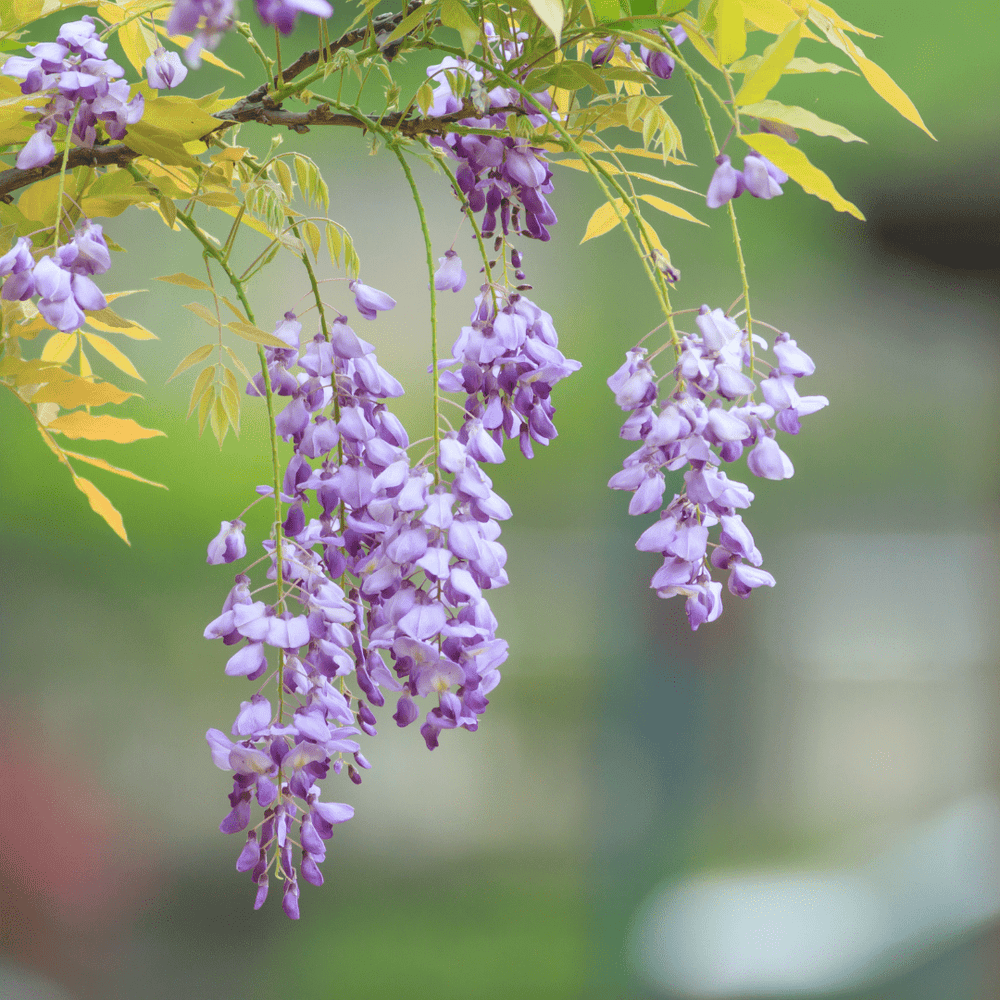 Wisteria Vine Plant