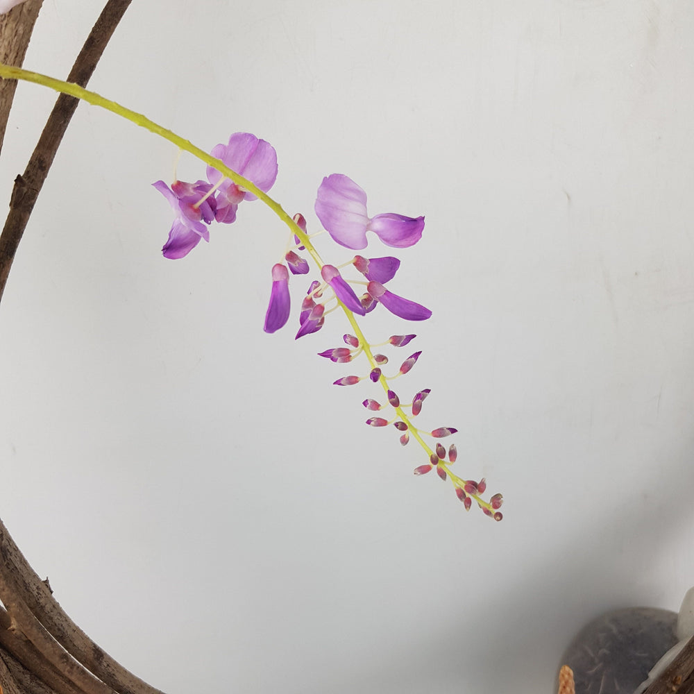 Wisteria Vine Plant