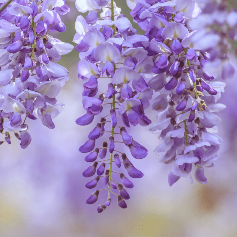 Wisteria Vine Plant