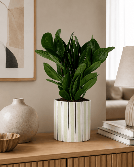 ZZ Plant (Zamioculcas) Arrangement - Light Green Ceramic Pot