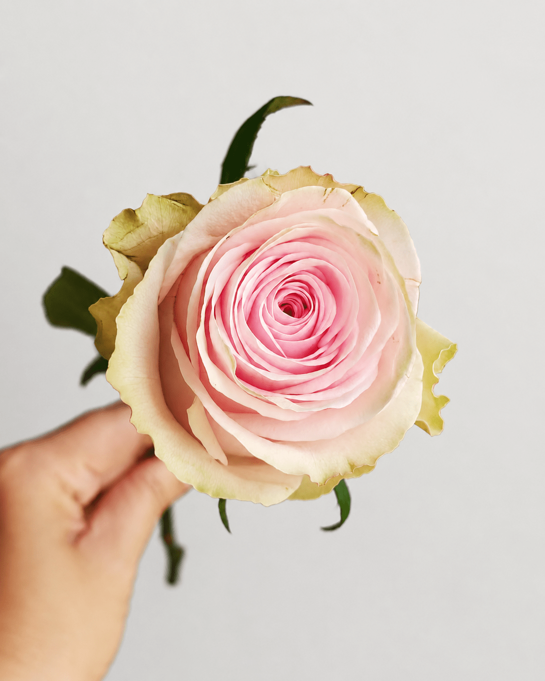Rose - Andina | Soft Pink (10 Stems)