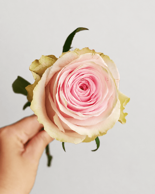 Rose - Andina | Soft Pink (10 Stems)