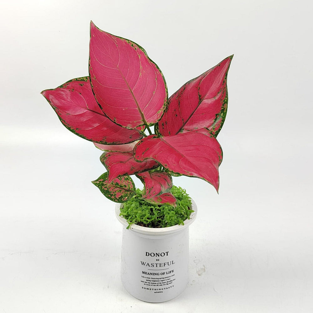 aglaonema ruby red Aglaonema Ruby Plant