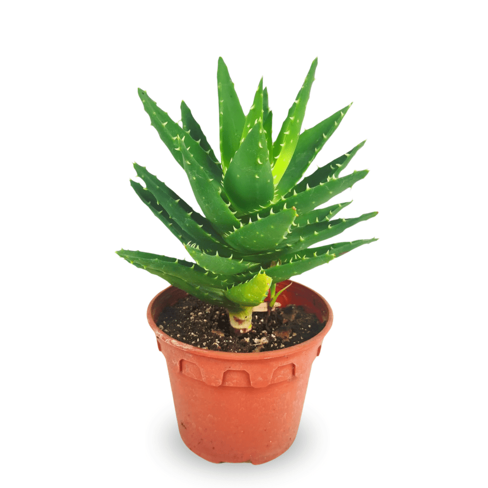 Aloe Vera P120
