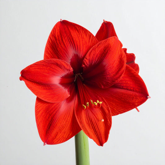 Amaryllis Lion Red