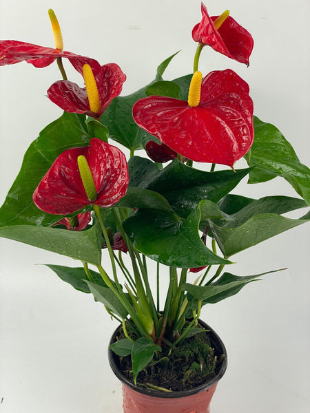 anthurium pl Anthurium Plant (P150)