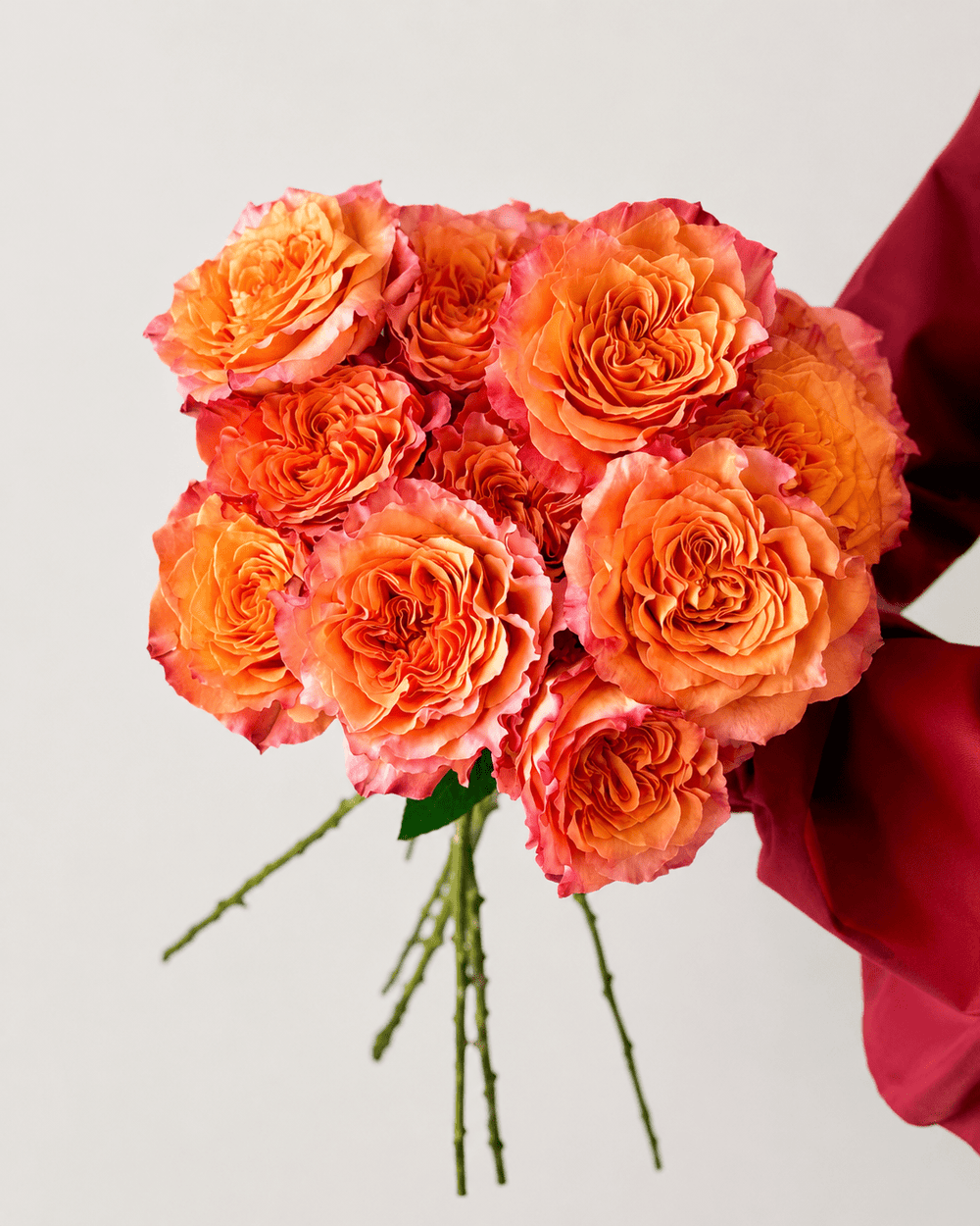 Rose - Firebird | 2 Tone Orange (10 Stems)