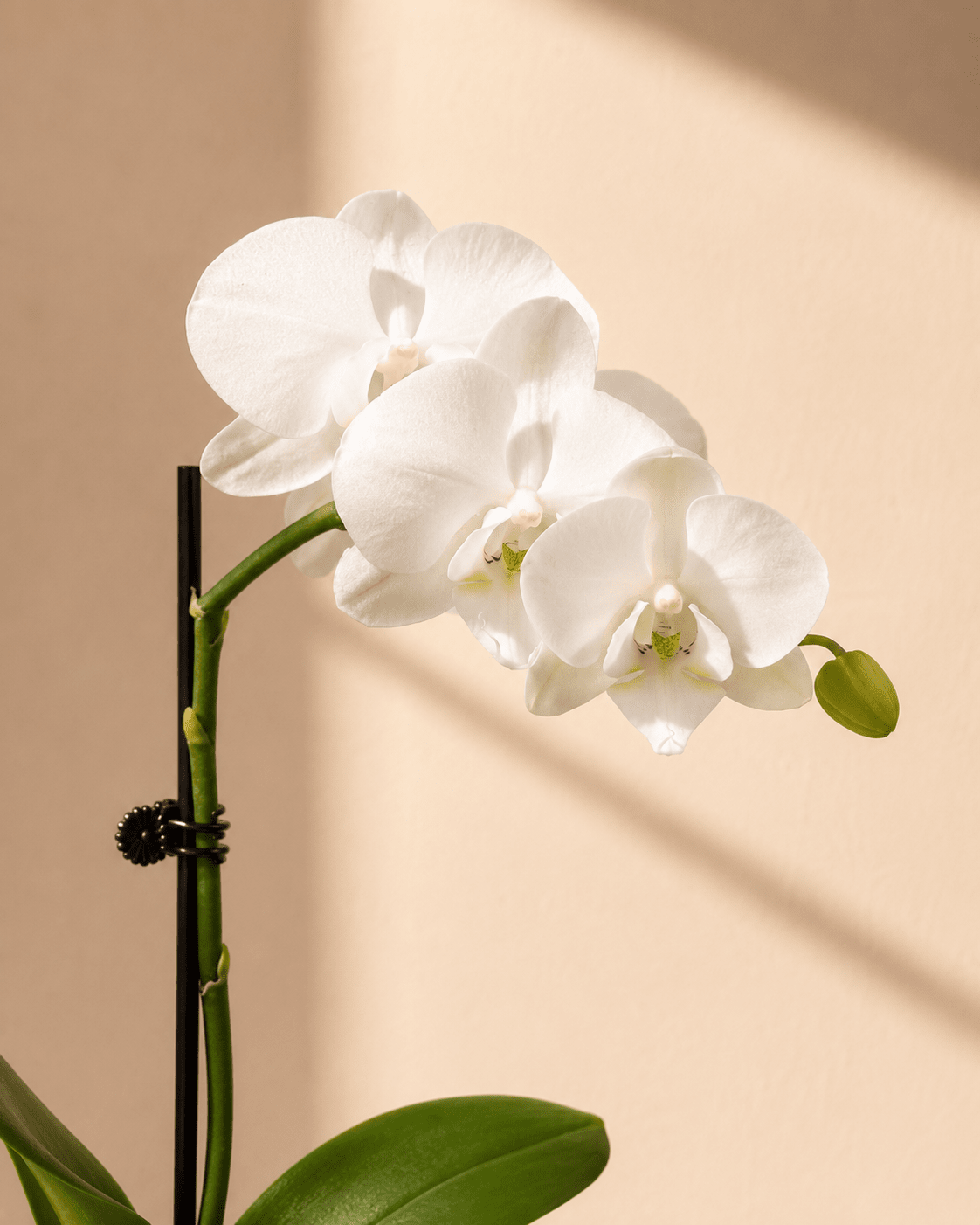 White Mini Phalaenopsis Orchid Arrangement - Dark Blue Ceramic Pot