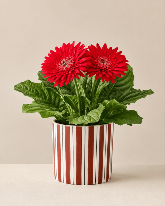 Daisy Mix Arrangement - Dark Red Ceramic Pot