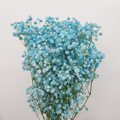 Gypsophila Baby's Breath (Imported) - Turquoise [10 Stems]