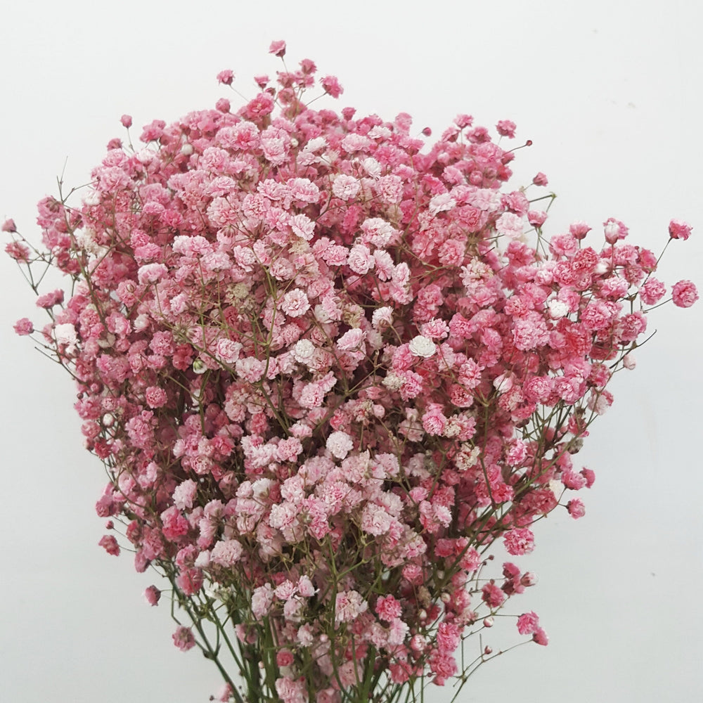 Gypsophila Baby's Breath (Imported) - Red [25 Stem]