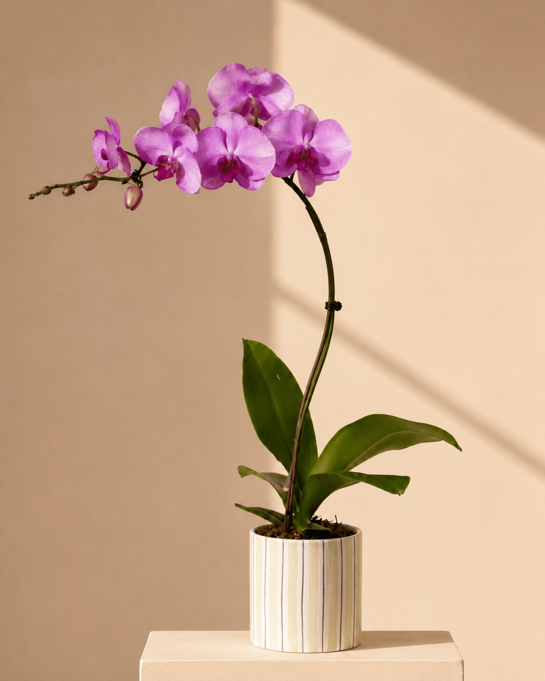 Pink Phalaenopsis Orchid Arrangment – Light Green Ceramic Pot