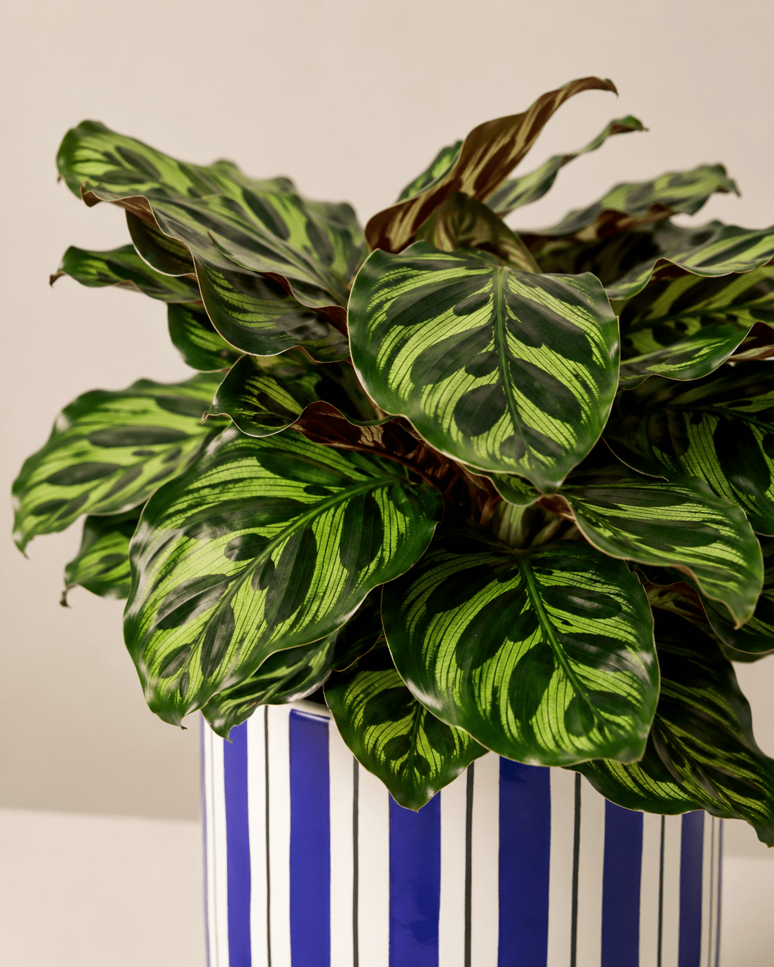 Calathea Mix Arrangement - Dark Blue Ceramic Pot