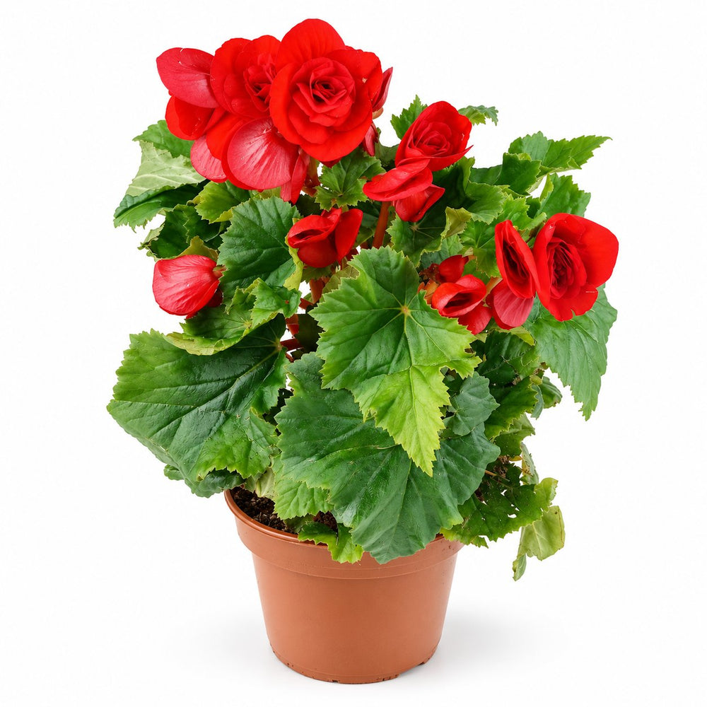 Begonia Elatior (Red) - P150
