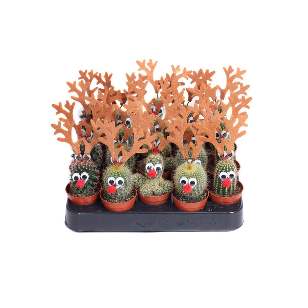 Cactus Reindeer