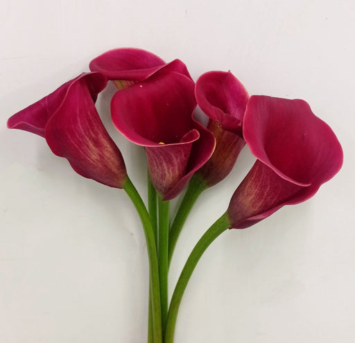 Calla Lily Red Charm - Red [5 Stems]