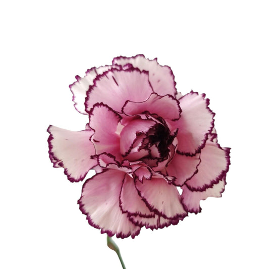 Carnation - 2 Tone Purple White