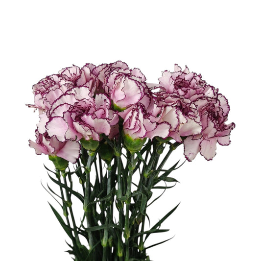 Carnation - 2 Tone Purple White