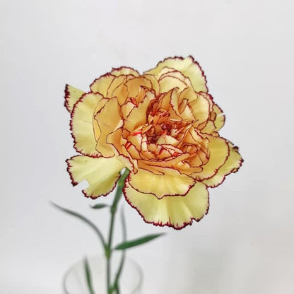Carnation - 2 Tone Light Yellow