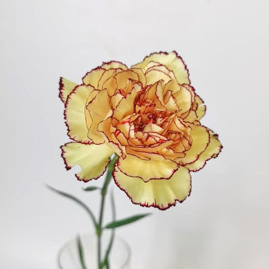 Carnation - 2 Tone Light Yellow