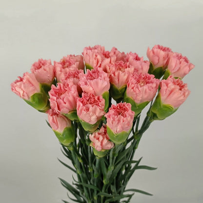 Pink Carnation for Mother's Day