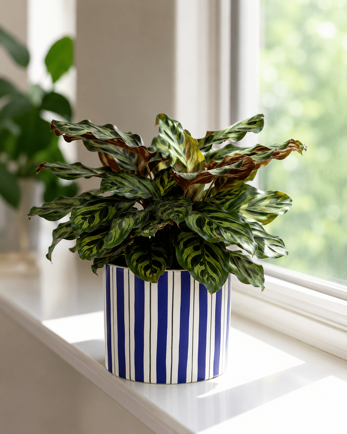Calathea Mix Arrangement - Dark Blue Ceramic Pot