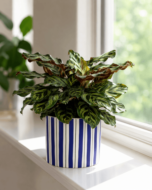 Calathea Mix Arrangement - Dark Blue Ceramic Pot