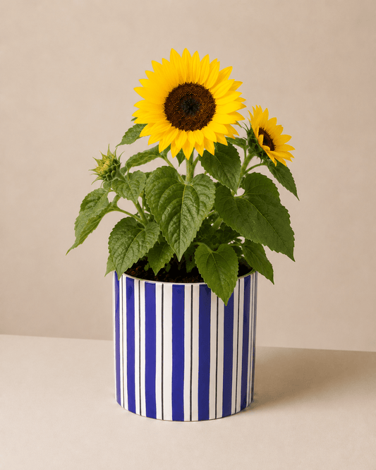 Mini Sunflower Arrangement  - Dark Blue Ceramic Pot