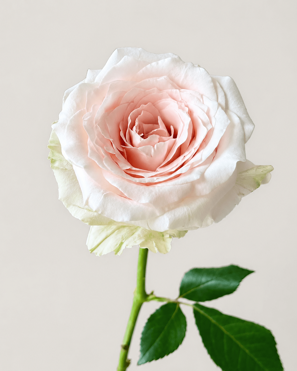 Rose - Light Peach + Cream White (10 Stems)