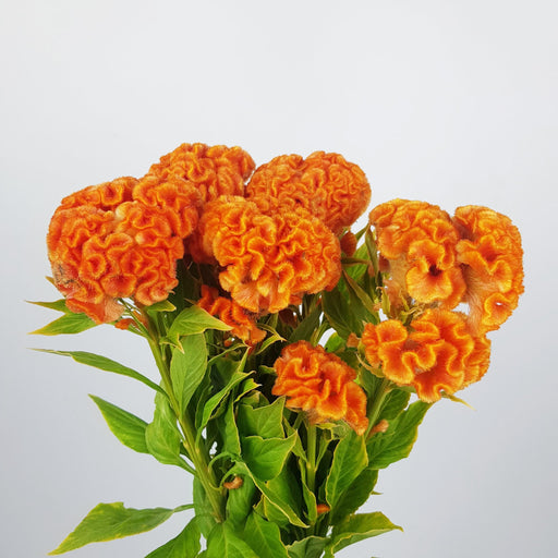 Celosia Cristata (Imported) - Orange [5 Stems]