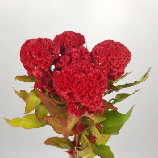 Celosia Cristata (Imported) - Red [5 Stems]
