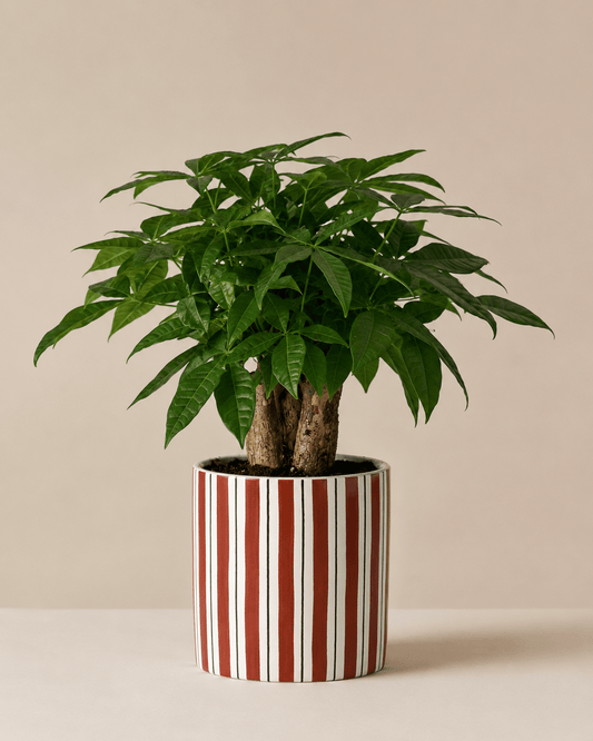 Money Tree (Pachira) Arrangement - Dark Red Ceramic Pot