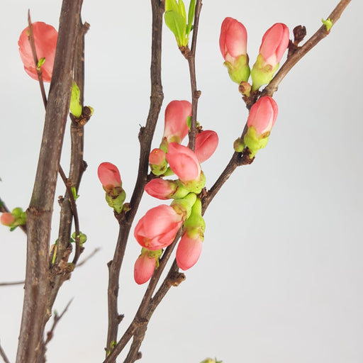 Chaenomeles Superba / Flowering Quince 130cm (Imported) - Pink