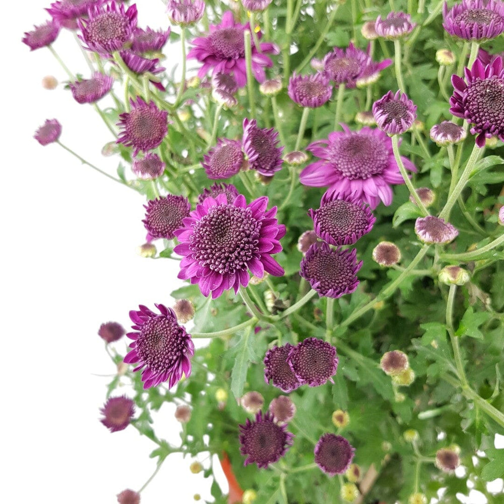 Chrysanthemum - Purple (3ft)