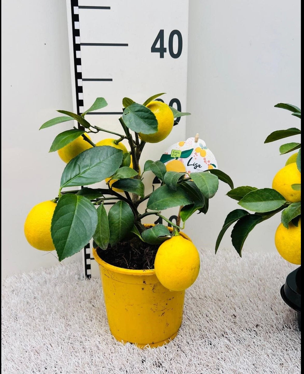 Lemon Tree