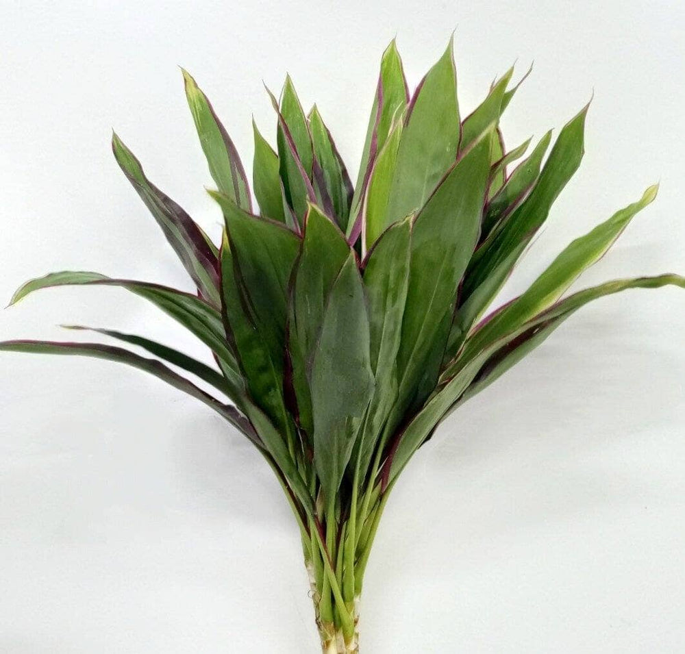 Cordyline Kiwi