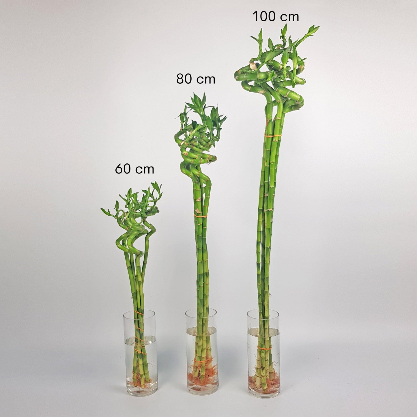 Curly Bamboo  - 60 CM