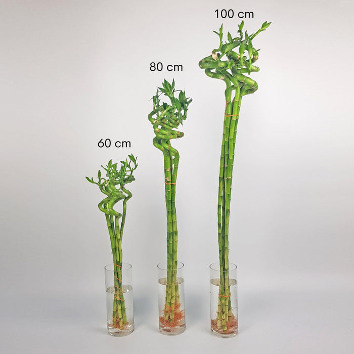 Curly Bamboo - 100 CM