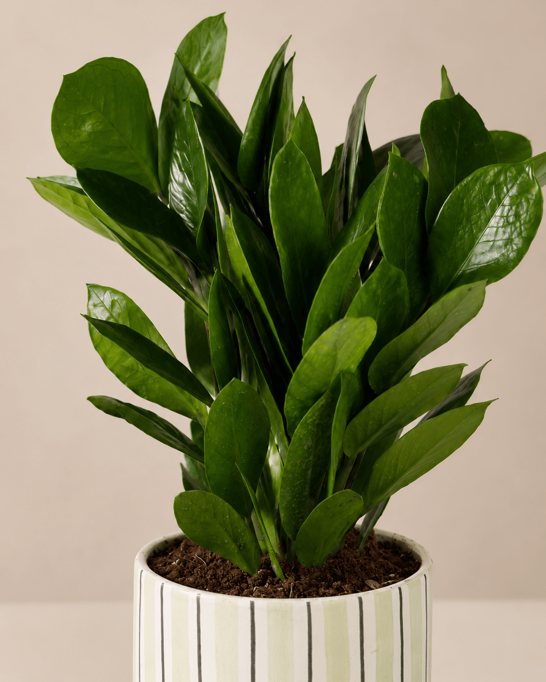 ZZ Plant (Zamioculcas) Arrangement - Light Green Ceramic Pot